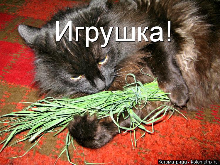 Котоматрица: Игрушка!