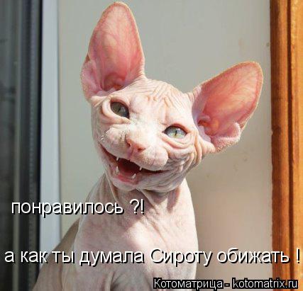 Котоматрица: понравилось ?! а как ты думала Сироту обижать !