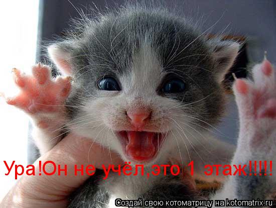 Котоматрица: Ура!Он не учёл,это 1 этаж!!!!!