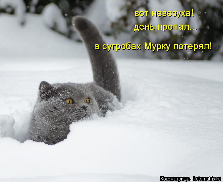 вот невезуха! день пропал... в сугробах Мурку потерял!... Котоматрица: вот невезуха! день пропал... в сугробах Мурку потерял!