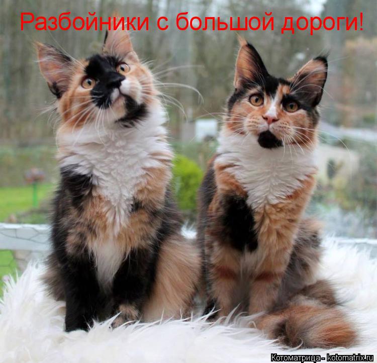 Котоматрица: Разбойники с большой дороги!
