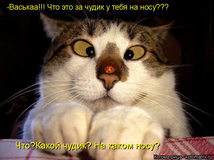 Котоматрица: -Васькаа!!! Что это за чудик у тебя на носу??? Что?Какой чудик? На каком носу?