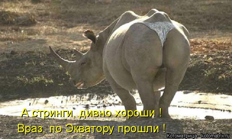 Котоматрица: А стринги, дивно хороши ! Враз, по Экватору прошли !