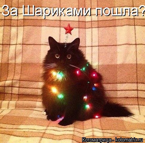Котоматрица: За Шариками пошла?