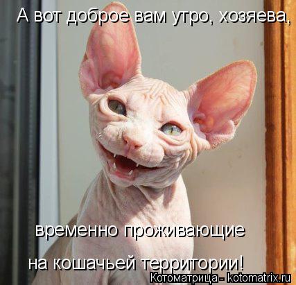 А вот доброе вам утро, хозяева, временно проживающие на кошачьей территории!... Котоматрица: А вот доброе вам утро, хозяева, временно проживающие на кошачьей территории!