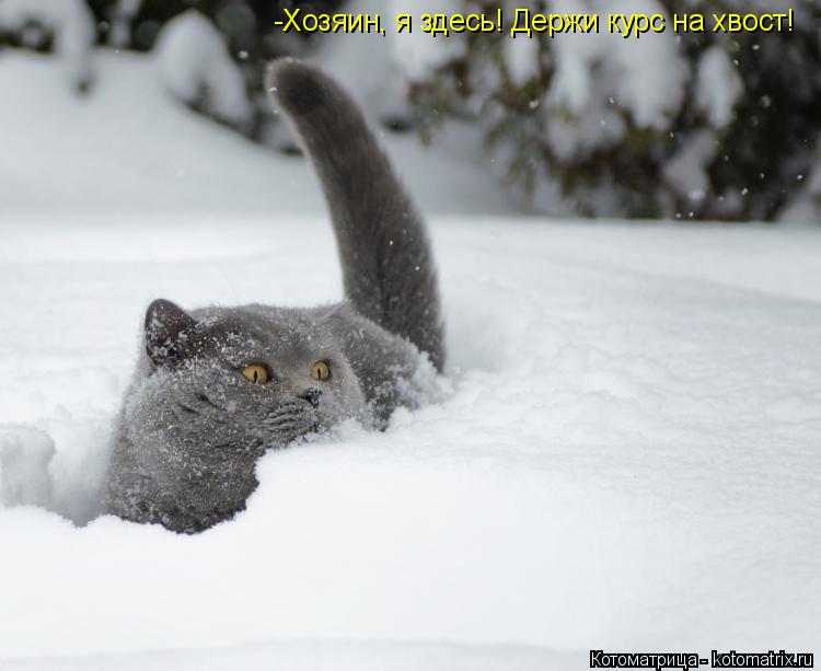 -Хозяин, я здесь! Держи курс на хвост!... Котоматрица: -Хозяин, я здесь! Держи курс на хвост!