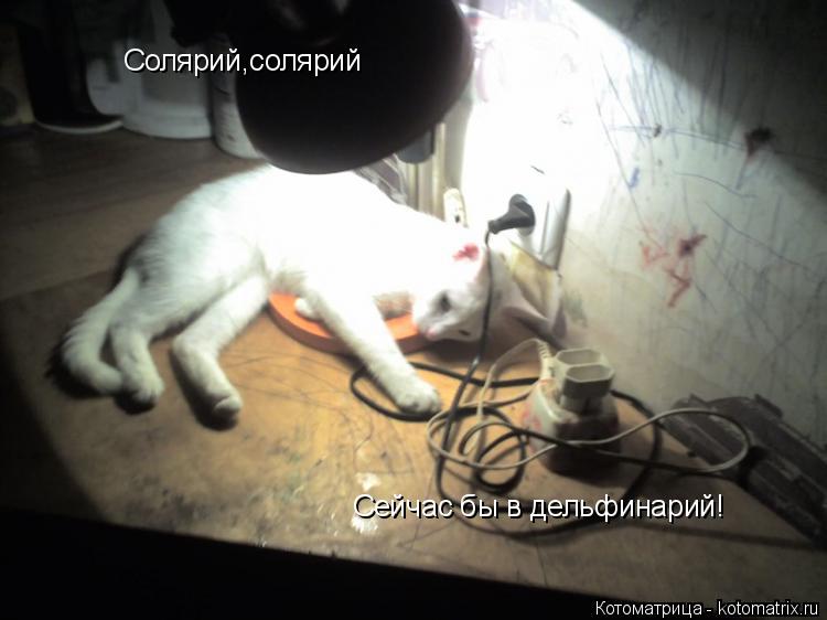 Котоматрица: Солярий,солярий Сейчас бы в дельфинарий!