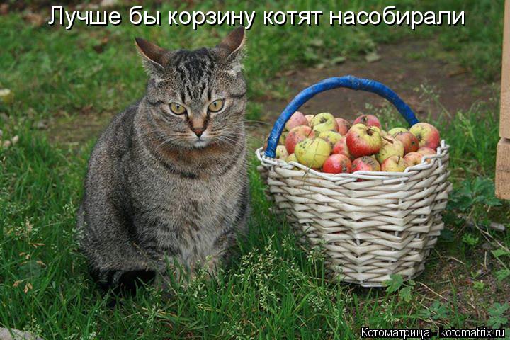 Котоматрица: Лучше бы корзину котят насобирали