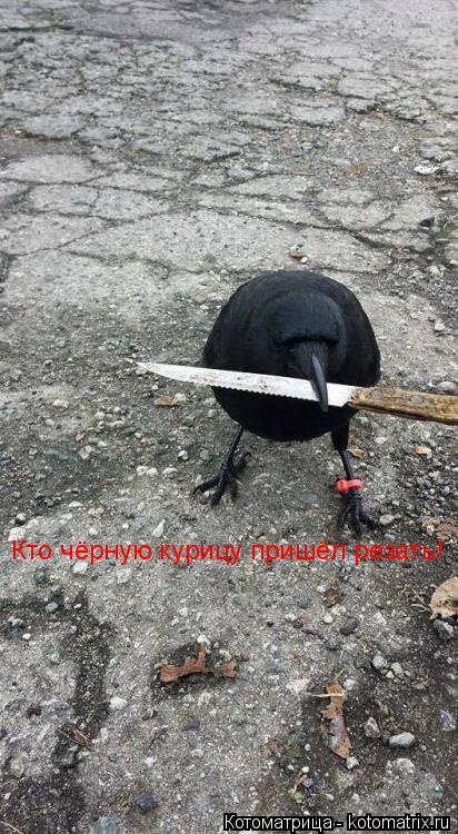 Котоматрица: Кто чёрную курицу пришёл резать!
