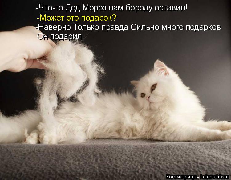 Котоматрица: -Что-то Дед Мороз нам бороду оставил! -Может это подарок? -Наверно< Только правда сильно много он подарков оставил  -Наверно Только правда Сил