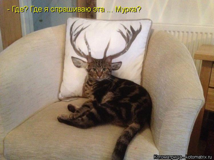 - Где? Где я спрашиваю эта ... Мурка?... Котоматрица: - Где? Где я спрашиваю эта ... Мурка?