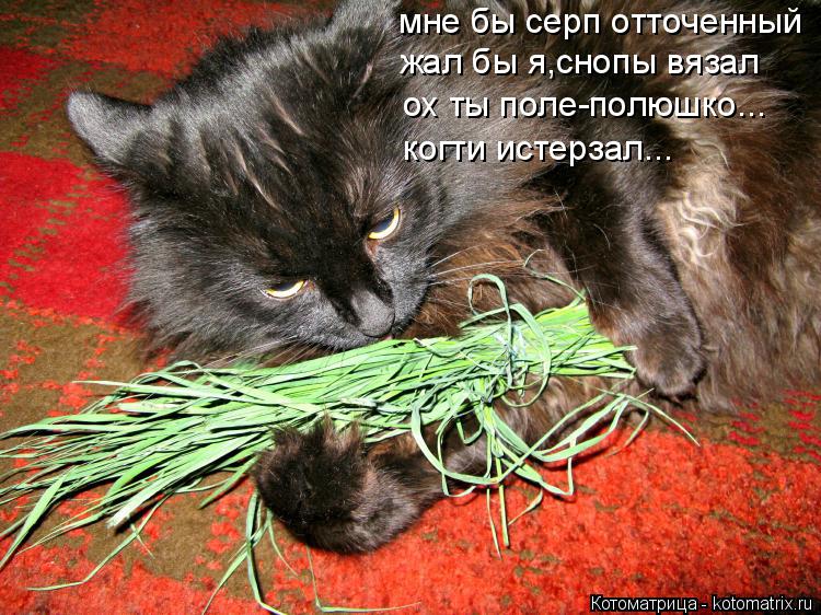 Котоматрица: мне бы серп отточенный жал бы я,снопы вязал ох ты поле-полюшко... когти истерзал...