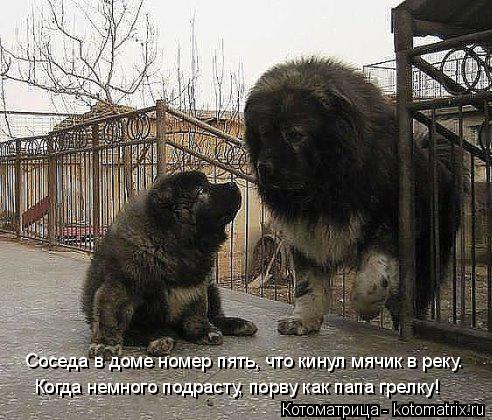 Котоматрица: Соседа в доме номер пять, что кинул мячик в реку. Когда немного подрасту, порву как папа грелку!