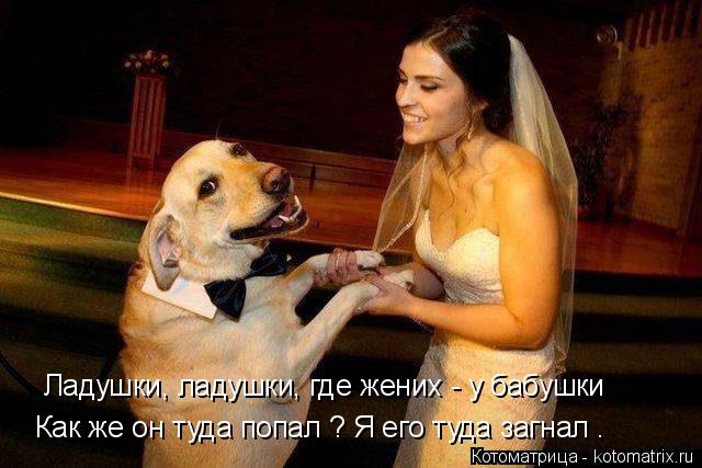 Ладушки, ладушки, где жених - у бабушки Как же он туда попал ? Я его туда загнал .... Котоматрица: Ладушки, ладушки, где жених - у бабушки Как же он туда попал ? Я его туда загнал .
