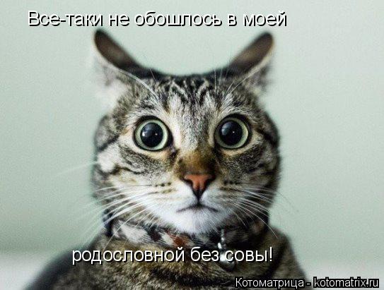 Котоматрица: Все-таки не обошлось в моей родословной без совы!