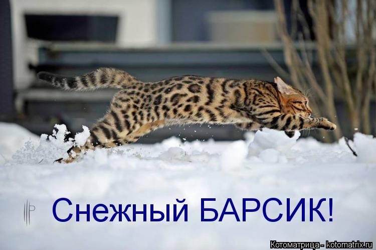 Снежный БАРСИК!... Котоматрица: Снежный БАРСИК!