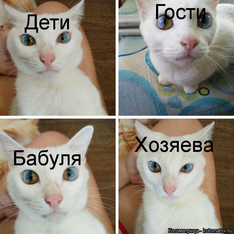 Котоматрица: Хозяева Гости Бабуля Дети