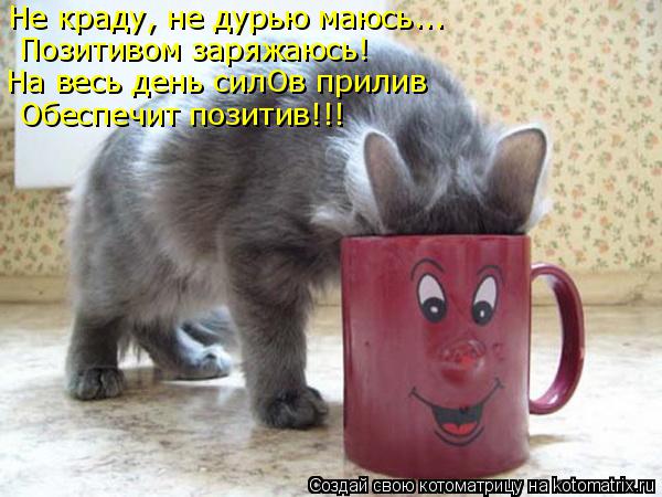 Котоматрица: Обеспечит позитив!!! Позитивом заряжаюсь! На весь день силОв прилив Не краду, не дурью маюсь...