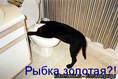 Котоматрица: Рыбка золотая?!