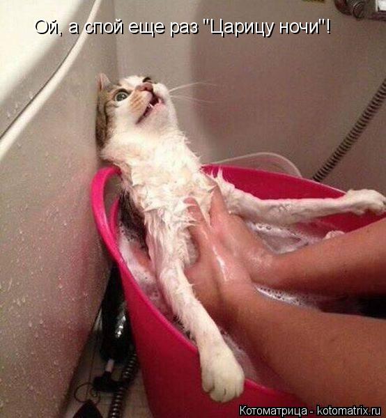 Котоматрица: Ой, а спой еще раз "Царицу ночи"!