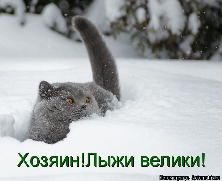 Котоматрица: Хозяин!Лыжи велики!