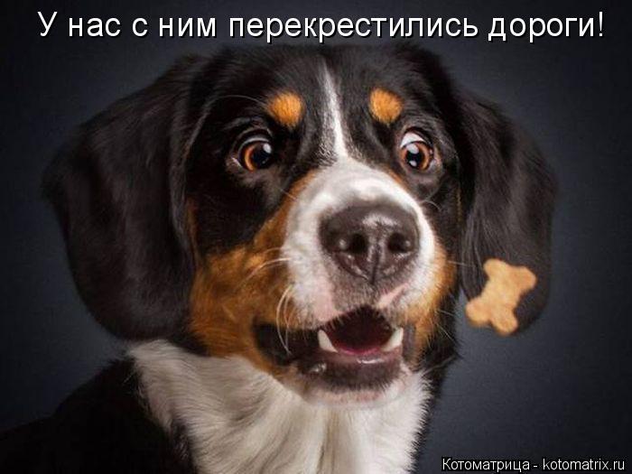 Котоматрица: У нас с ним перекрестились дороги!