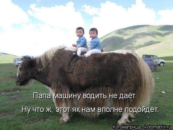 Папа машину водить не даёт Ну что ж, этот як нам вполне подойдёт.... Котоматрица: Папа машину водить не даёт Ну что ж, этот як нам вполне подойдёт.