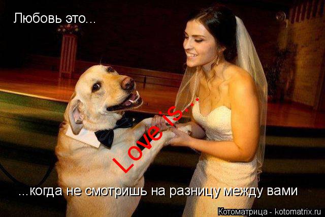 Love is... Любовь это... ...когда не смотришь на разницу между вами... Котоматрица: Love is... Любовь это... ...когда не смотришь на разницу между вами