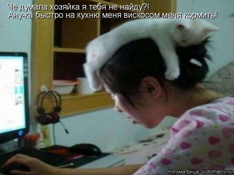 Котоматрица: Чё думала хозяйка я тебя не найду?! Ану-ка быстро на кухню меня вискосом меня кормить!