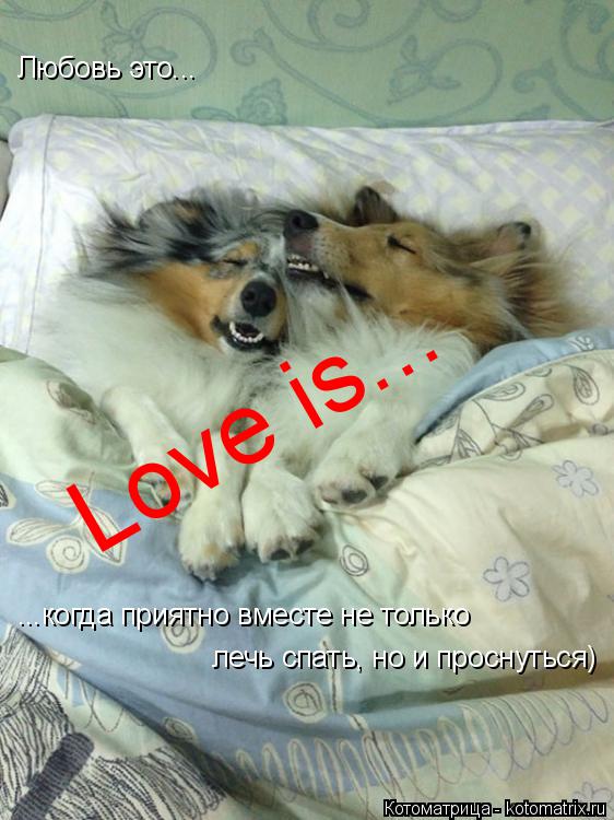 Любовь это... ...когда приятно вместе не только лечь спать, но и проснуться) Love is...... Котоматрица: Любовь это... ...когда приятно вместе не только лечь спать, но и проснуться) Love is...