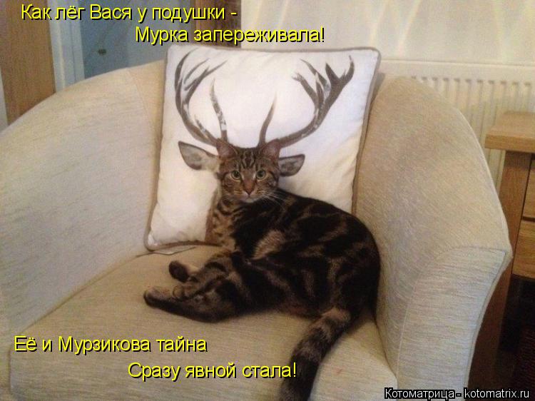 Как лёг Вася у подушки - Мурка запереживала! Её и Мурзикова тайна Сразу явной стала!... Котоматрица: Как лёг Вася у подушки - Мурка запереживала! Её и Мурзикова тайна Сразу явной стала!