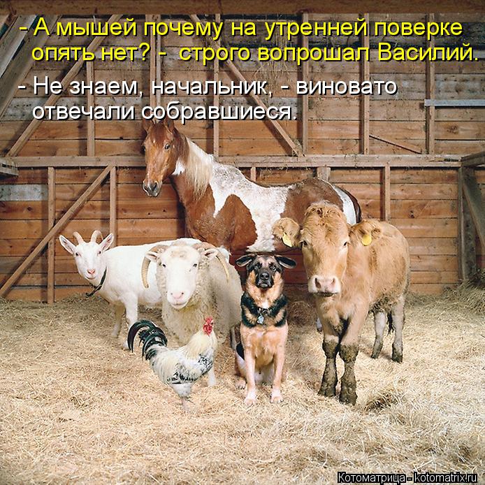 - А мышей почему на утренней поверке опять нет? - строго вопрошал Василий. - Не знаем, начальник, -... Котоматрица: - А мышей почему на утренней поверке опять нет? - строго вопрошал Василий. - Не знаем, начальник, - виновато отвечали собравшиеся.