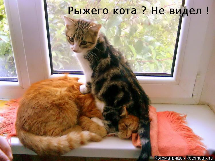 Котоматрица: Рыжего кота ? Не видел !