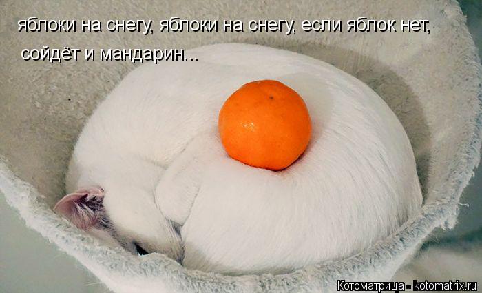яблоки на снегу, яблоки на снегу, если яблок нет, сойдёт и мандарин...... Котоматрица: яблоки на снегу, яблоки на снегу, если яблок нет, сойдёт и мандарин...