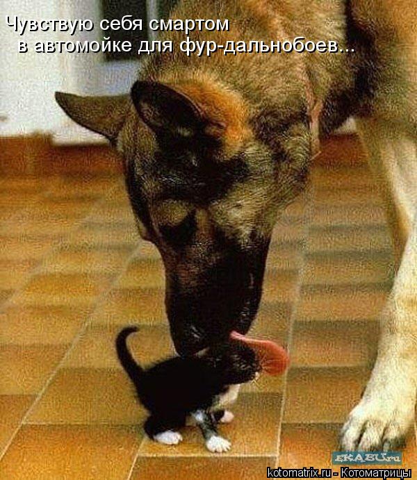Чувствую себя смартом в автомойке для фур-дальнобоев...... Котоматрица: Чувствую себя смартом в автомойке для фур-дальнобоев...
