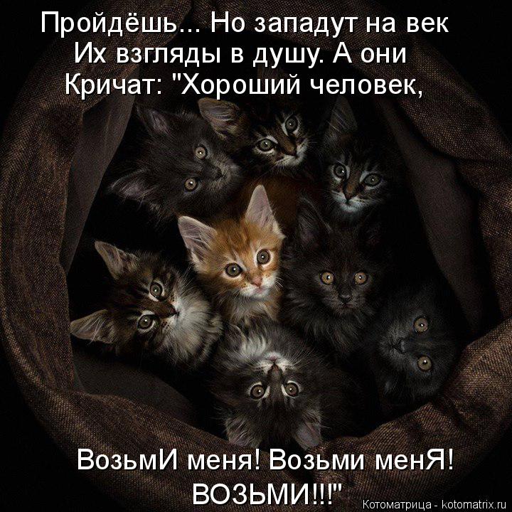 Пройдёшь... Но западут на век Их взгляды в душу. А они Кричат: "Хороший человек, ВозьмИ меня! Возьми ... Котоматрица: Пройдёшь... Но западут на век Их взгляды в душу. А они Кричат: "Хороший человек, ВозьмИ меня! Возьми менЯ! ВОЗЬМИ!!!"