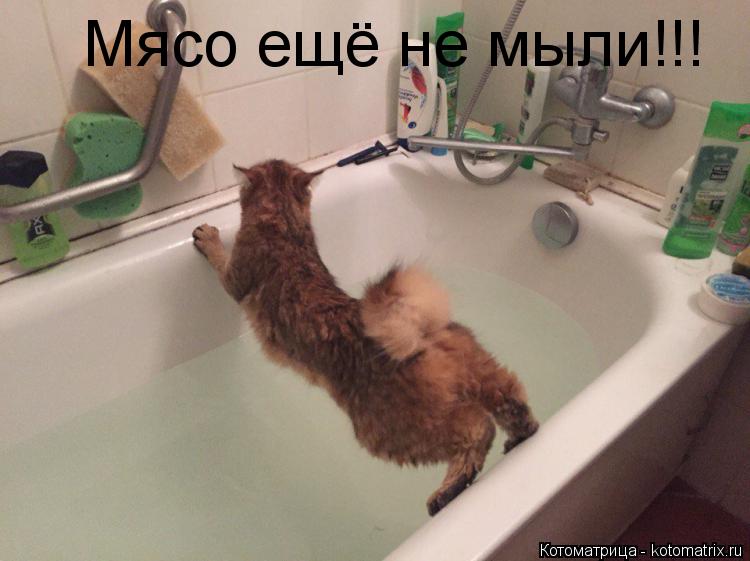 Котоматрица: Мясо ещё не мыли!!!