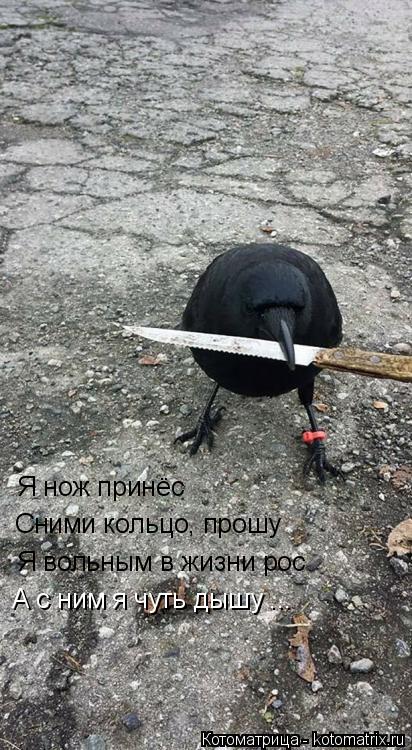Я нож принёс Сними кольцо, прошу Я вольным в жизни рос А с ним я чуть дышу ...... Котоматрица: Я нож принёс Сними кольцо, прошу Я вольным в жизни рос А с ним я чуть дышу ...
