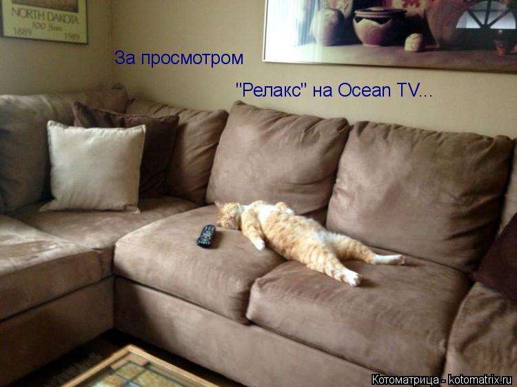 "Релакс" на Ocean TV... За просмотром... Котоматрица: "Релакс" на Ocean TV... За просмотром
