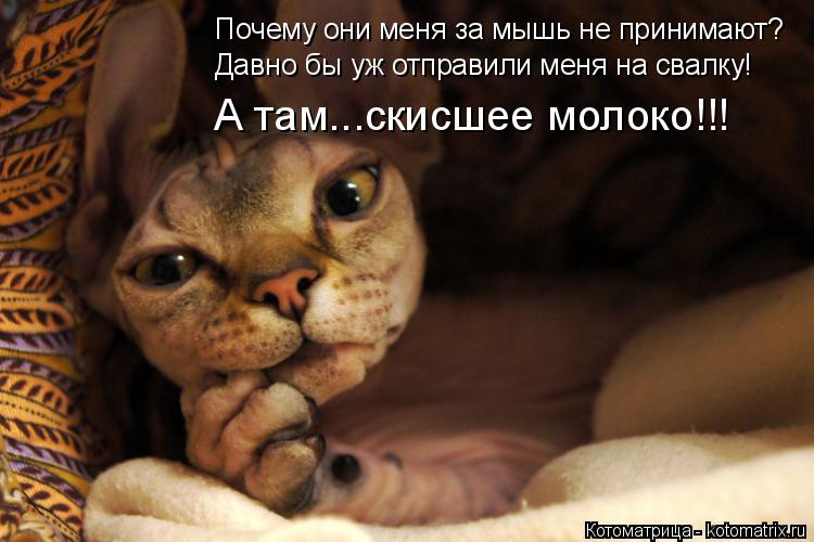 Котоматрица: Почему они меня за мышь не принимают? Давно бы уж отправили меня на свалку! А там...скисшее молоко!!!