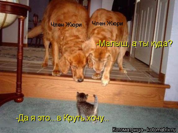-Малыш, а ты куда? -Да я это...в Круть хочу... Член Жюри Член Жюри... Котоматрица: -Малыш, а ты куда? -Да я это...в Круть хочу... Член Жюри Член Жюри