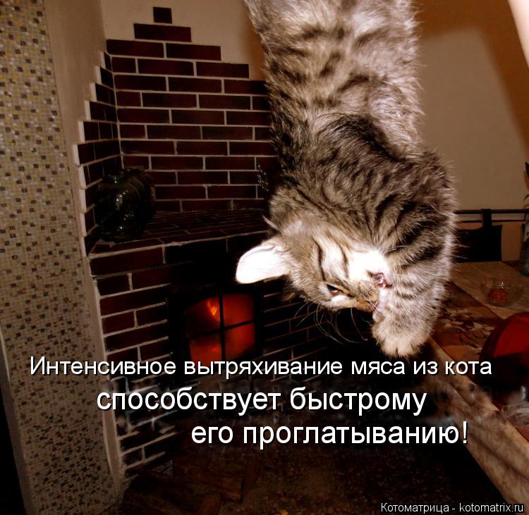 Котоматрица: Интенсивное вытряхивание мяса из кота     способствует быстрому    его проглатыванию!