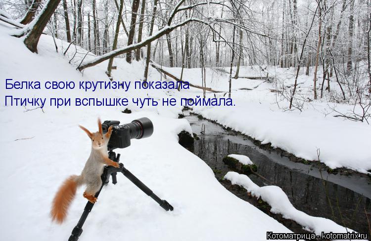 Белка свою крутизну показала Птичку при вспышке чуть не поймала.... Котоматрица: Белка свою крутизну показала Птичку при вспышке чуть не поймала.