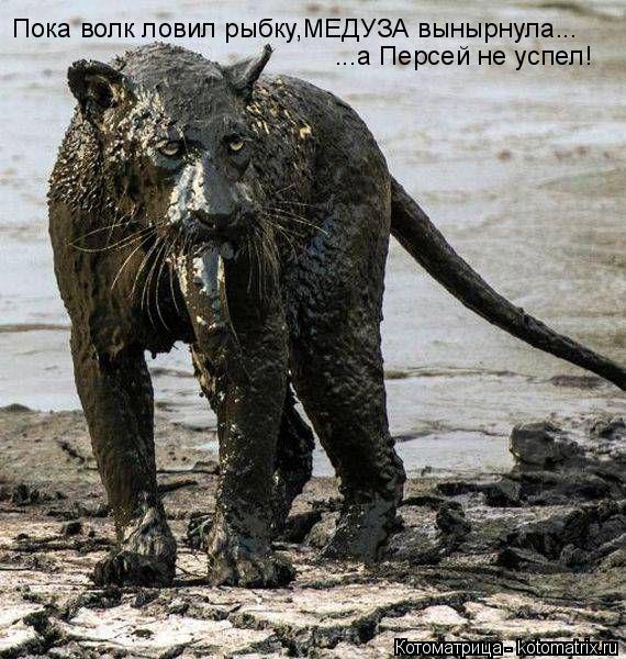 Котоматрица: Пока волк ловил рыбку,МЕДУЗА вынырнула... ...а Персей не успел!