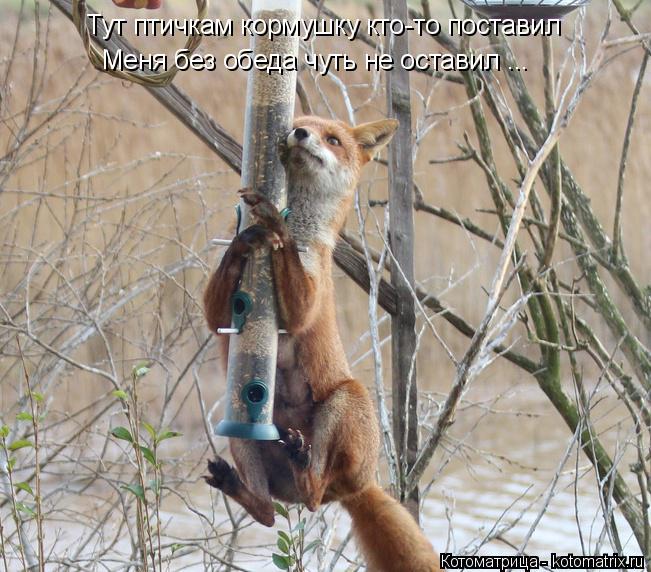 Тут птичкам кормушку кто-то поставил Меня без обеда чуть не оставил ...... Котоматрица: Тут птичкам кормушку кто-то поставил Меня без обеда чуть не оставил ...