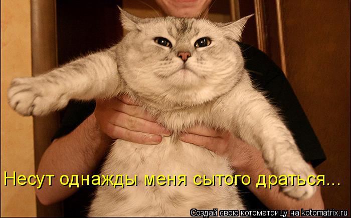 Несут однажды меня сытого драться...... Котоматрица: Несут однажды меня сытого драться...