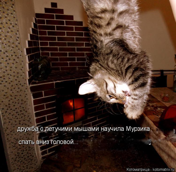 дружба с летучими мышами научила Мурзика спать вниз головой...... Котоматрица: дружба с летучими мышами научила Мурзика спать вниз головой...