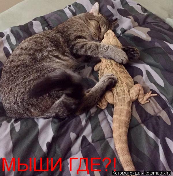 Котоматрица: МЫШИ ГДЕ?!