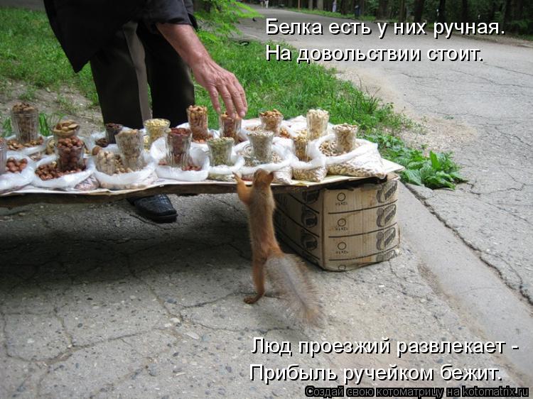 Белка есть у них ручная. На довольствии стоит. Люд проезжий развлекает - Прибыль ручейком бежит.... Котоматрица: Белка есть у них ручная. На довольствии стоит. Люд проезжий развлекает - Прибыль ручейком бежит.