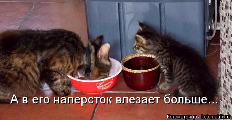 Котоматрица: А в его наперсток влезает больше...